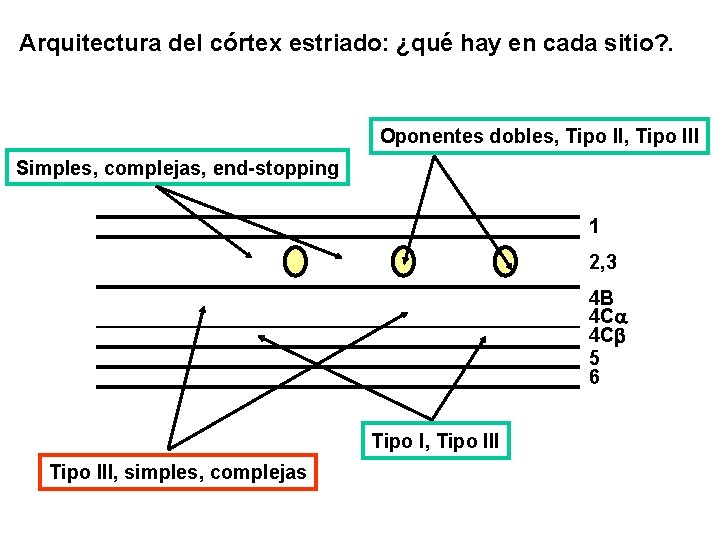 Arquitectura del córtex estriado: ¿qué hay en cada sitio? . Oponentes dobles, Tipo III