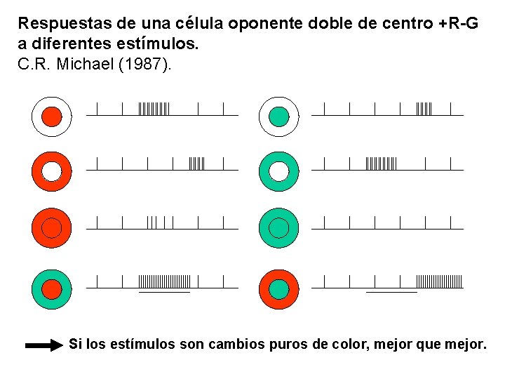 Respuestas de una célula oponente doble de centro +R-G a diferentes estímulos. C. R.