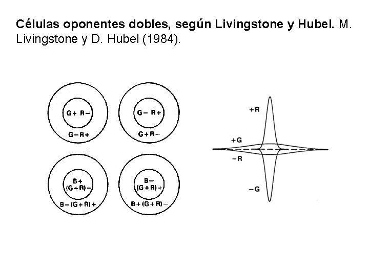 Células oponentes dobles, según Livingstone y Hubel. M. Livingstone y D. Hubel (1984). 