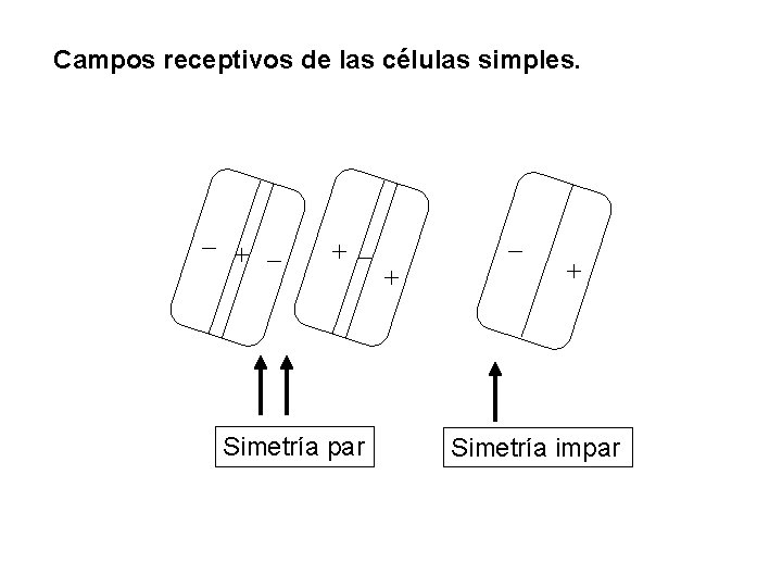 Campos receptivos de las células simples. Simetría par Simetría impar 