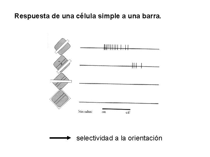 Respuesta de una célula simple a una barra. selectividad a la orientación 