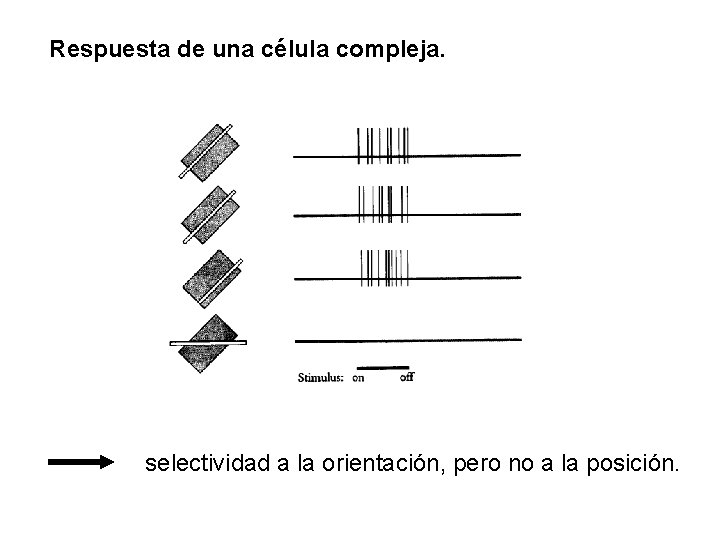 Respuesta de una célula compleja. selectividad a la orientación, pero no a la posición.