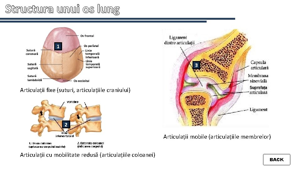 Structura unui os lung 1 3 Articulații fixe (suturi, articulațiile craniului) 2 Articulații mobile