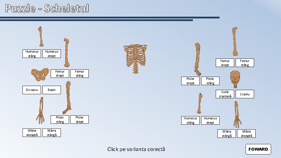 Puzzle - Scheletul Humerus stâng Humerus drept Femur drept Os sacru Picior drept Humerus