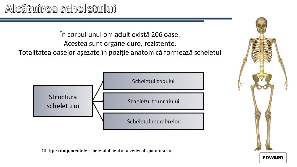 Alcătuirea scheletului În corpul unui om adult există 206 oase. Acestea sunt organe dure,