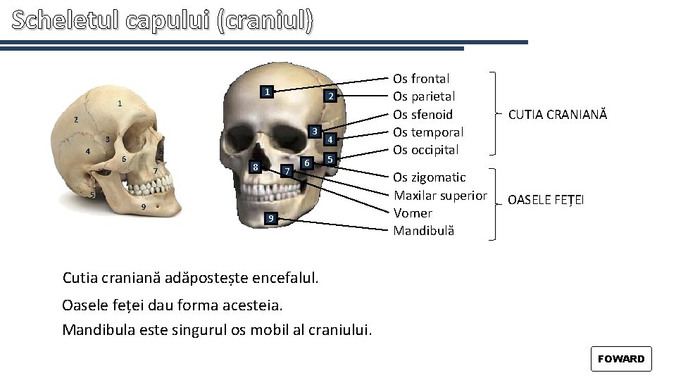 Scheletul capului (craniul) 1 2 3 3 4 8 6 7 8 7 6