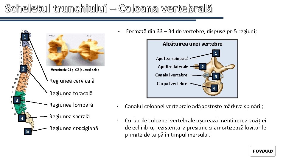 Scheletul trunchiului – Coloana vertebrală - 1 Formată din 33 – 34 de vertebre,