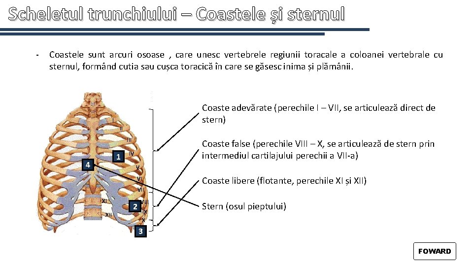 Scheletul trunchiului – Coastele și sternul - Coastele sunt arcuri osoase , care unesc