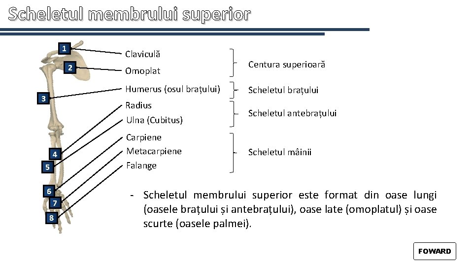 Scheletul membrului superior 1 Claviculă 2 3 4 5 6 7 8 Omoplat Centura