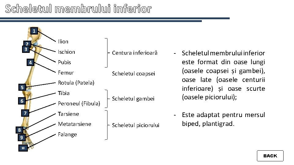 Scheletul membrului inferior 1 Ilion 2 3 Ischion 4 Scheletul gambei - Scheletul membrului