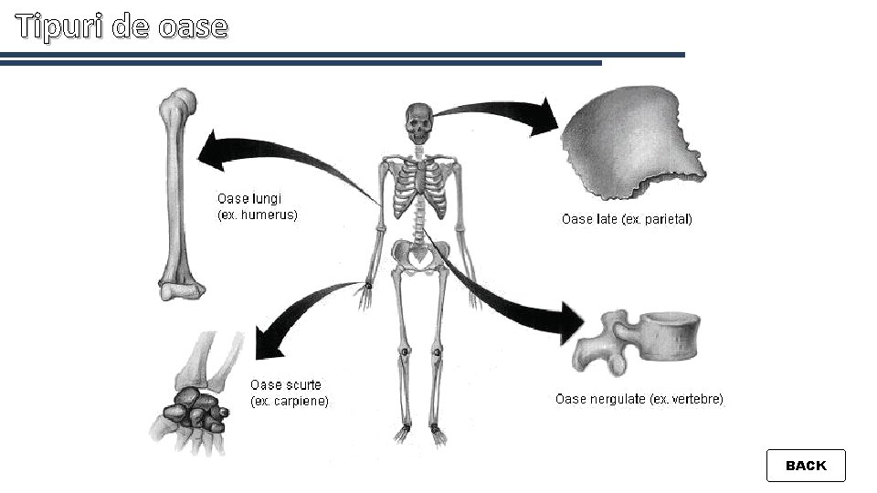 Tipuri de oase BACK 