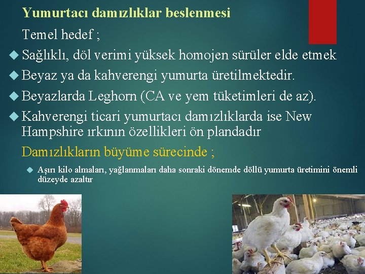 Yumurtacı damızlıklar beslenmesi Temel hedef ; Sağlıklı, döl verimi yüksek homojen sürüler elde etmek