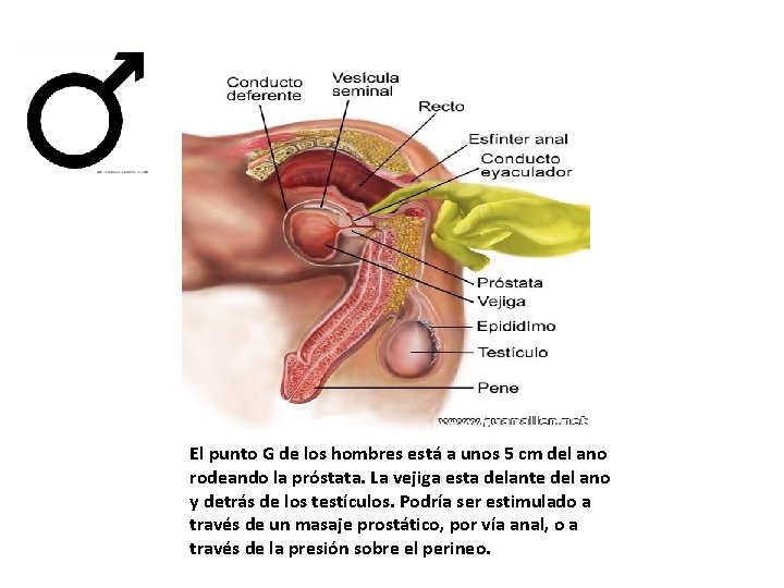 El punto G de los hombres está a unos 5 cm del ano rodeando