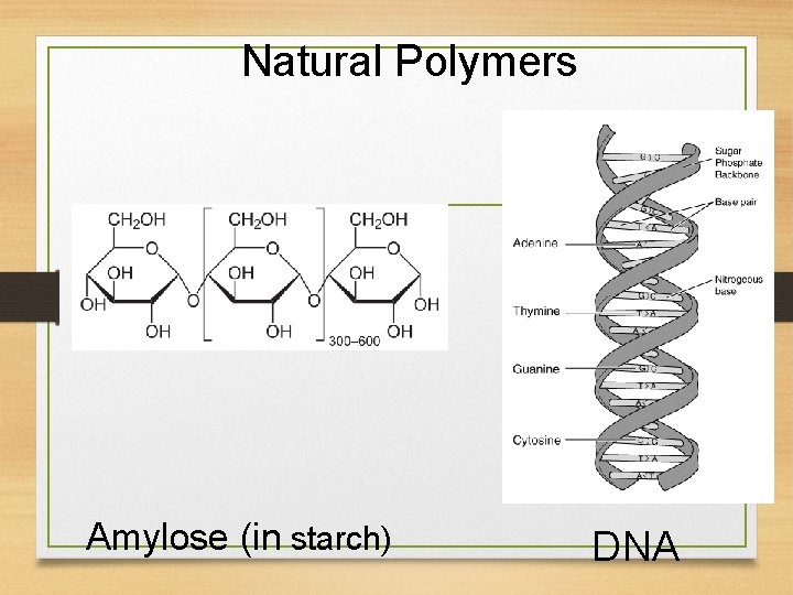 Natural Polymers Amylose (in starch) DNA 