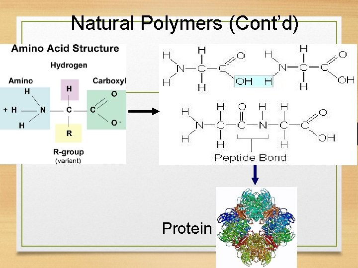 Natural Polymers (Cont’d) Protein 