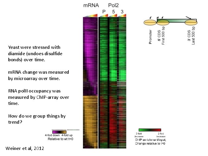 Yeast were stressed with diamide (undoes disulfide bonds) over time. m. RNA change was