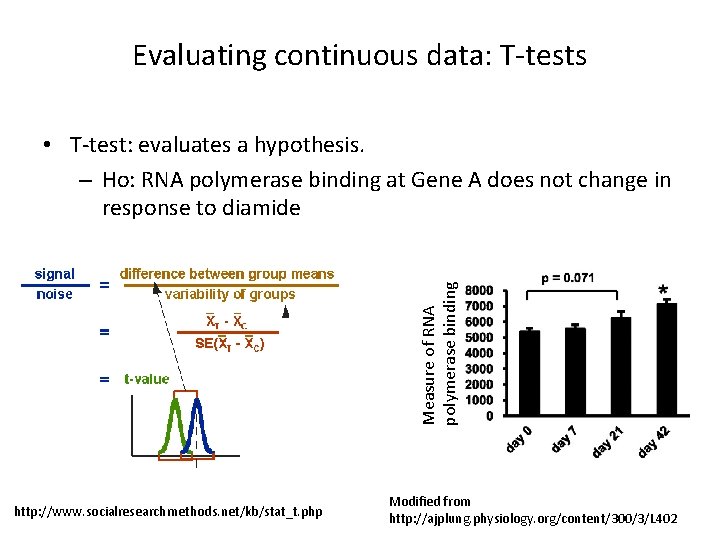 Evaluating continuous data: T-tests Measure of RNA polymerase binding • T-test: evaluates a hypothesis.