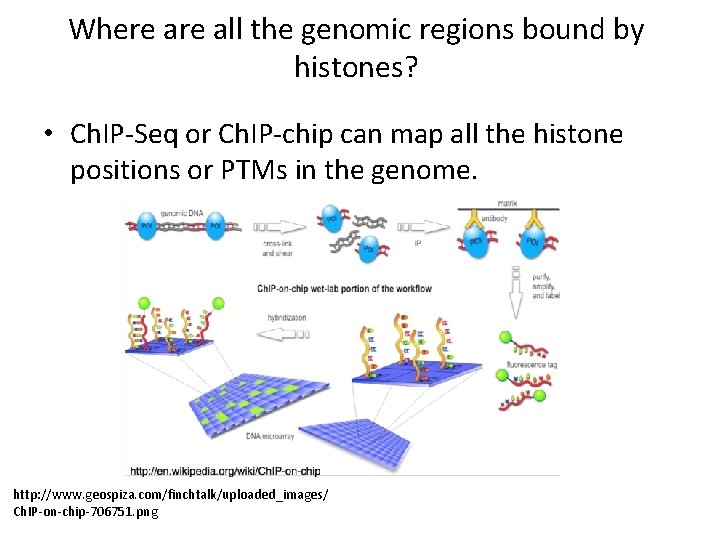 Where all the genomic regions bound by histones? • Ch. IP-Seq or Ch. IP-chip