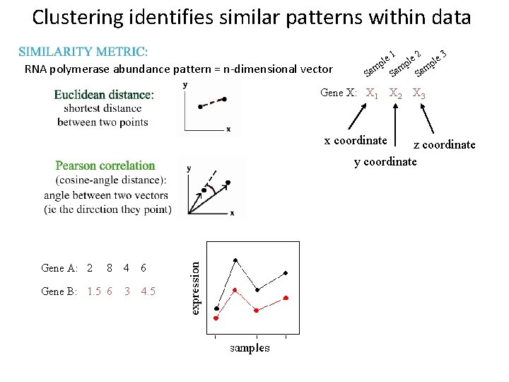 Clustering identifies similar patterns within data RNA polymerase abundance pattern = n-dimensional vector 1