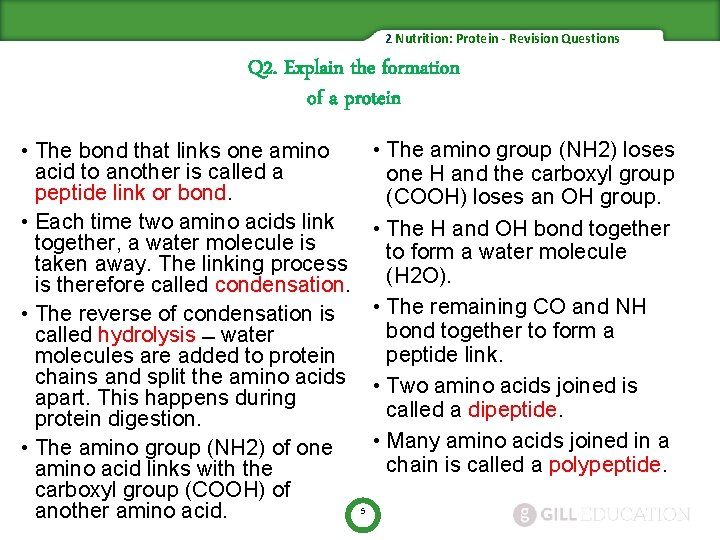 2 Nutrition: Protein - Revision Questions Q 2. Explain the formation of a protein