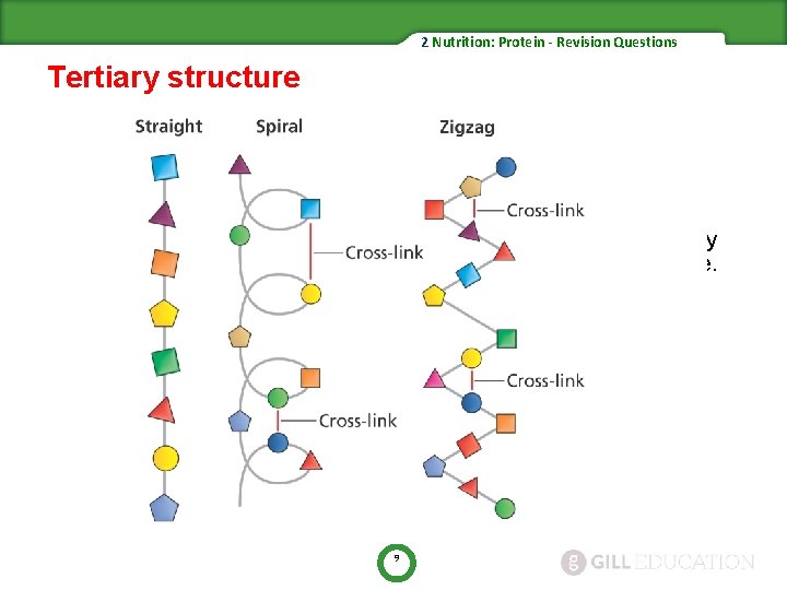 2 Nutrition: Protein - Revision Questions Tertiary structure • This refers to the three-dimensional