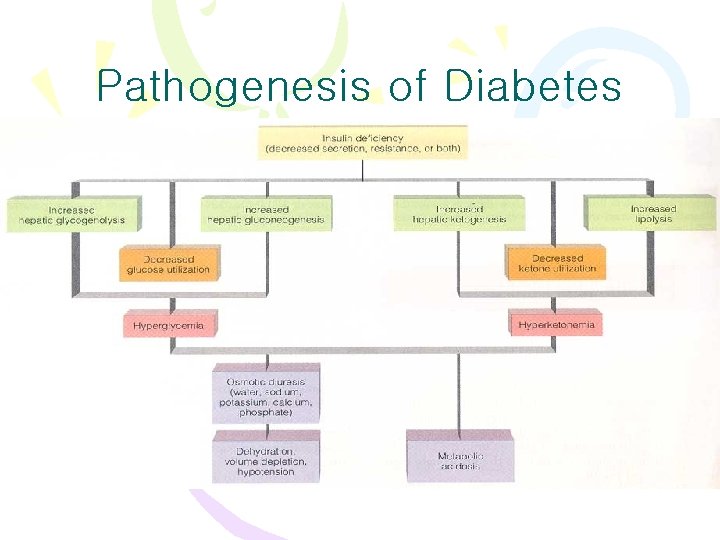 Pathogenesis of Diabetes 