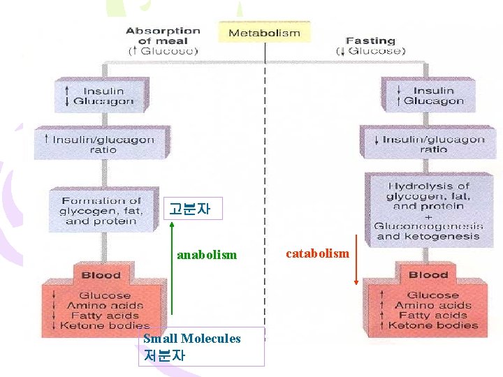 고분자 anabolism Small Molecules 저분자 catabolism 