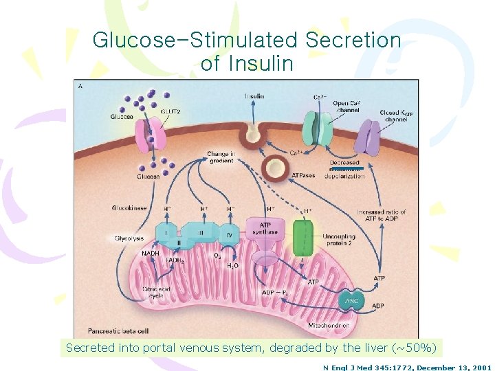 Glucose-Stimulated Secretion of Insulin Secreted into portal venous system, degraded by the liver (~50%)