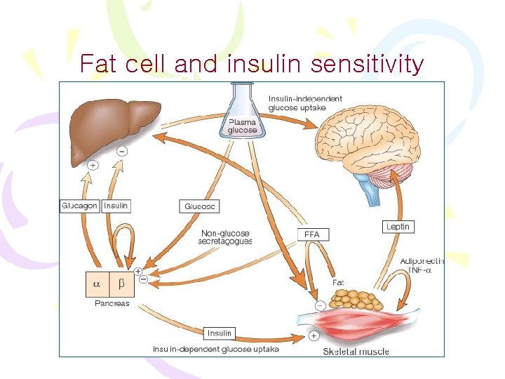 Fat cell and insulin sensitivity 