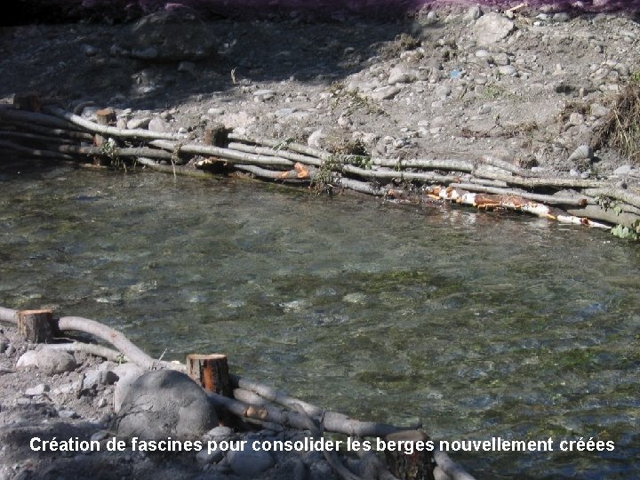 Création de fascines pour consolider les berges nouvellement créées 