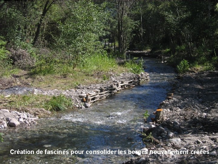 Création de fascines pour consolider les berges nouvellement créées 