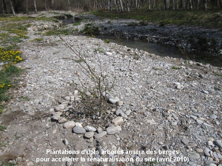 Plantations d’îlots arborés arrière des berges pour accélérer la renaturalisation du site (avril 2010)