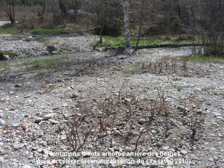 Plantations d’îlots arborés arrière des berges pour accélérer la renaturalisation du site (avril 2010)