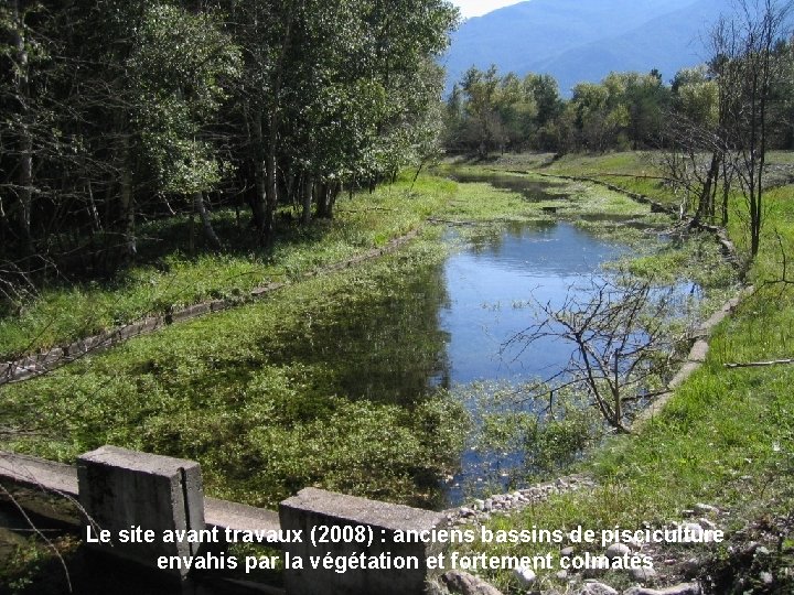 Le site avant travaux (2008) : anciens bassins de pisciculture envahis par la végétation