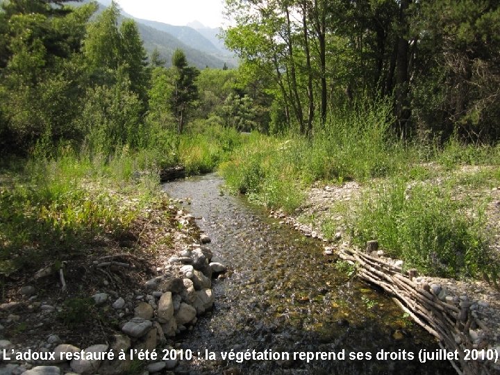 L’adoux restauré à l’été 2010 : la végétation reprend ses droits (juillet 2010) 