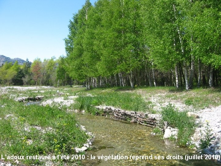 L’adoux restauré à l’été 2010 : la végétation reprend ses droits (juillet 2010) 