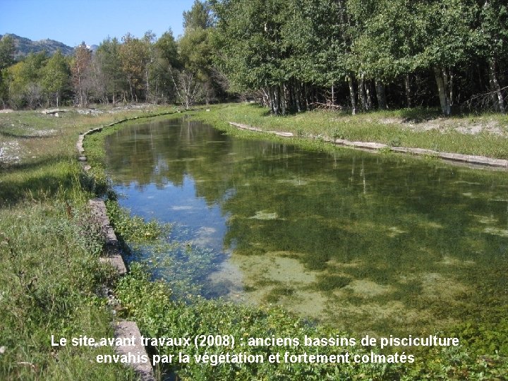 Le site avant travaux (2008) : anciens bassins de pisciculture envahis par la végétation