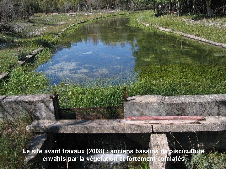 Le site avant travaux (2008) : anciens bassins de pisciculture envahis par la végétation