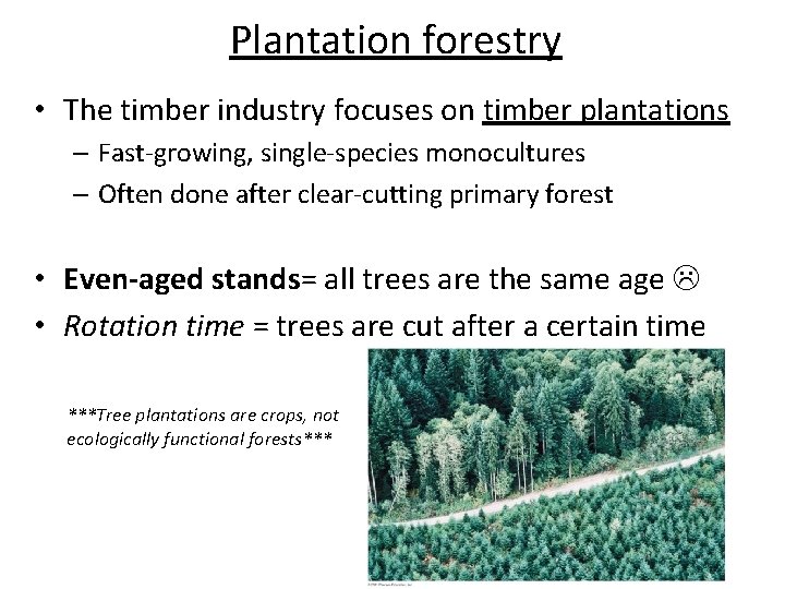 Plantation forestry • The timber industry focuses on timber plantations – Fast-growing, single-species monocultures
