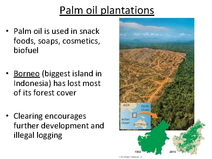 Palm oil plantations • Palm oil is used in snack foods, soaps, cosmetics, biofuel