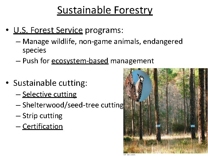 Sustainable Forestry • U. S. Forest Service programs: – Manage wildlife, non-game animals, endangered