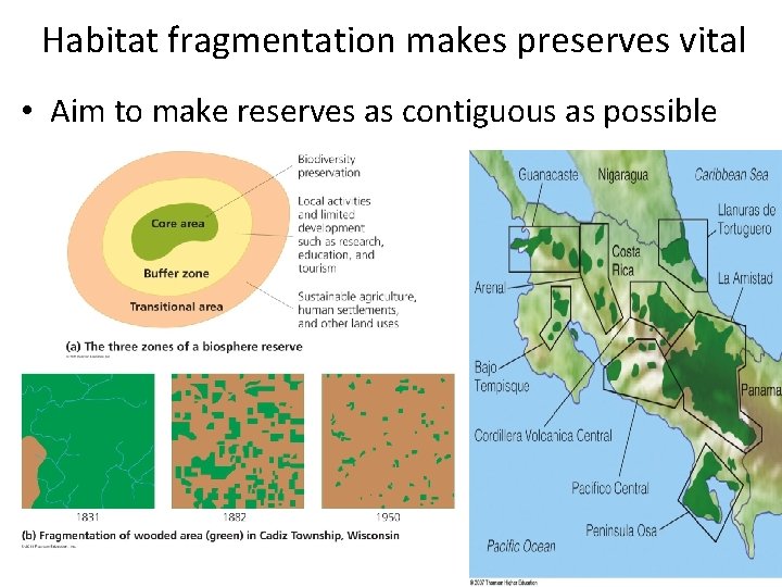 Habitat fragmentation makes preserves vital • Aim to make reserves as contiguous as possible