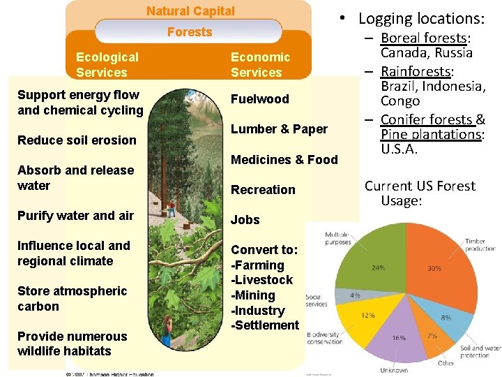 Natural Capital Forests Ecological Services Support energy flow and chemical cycling Reduce soil erosion
