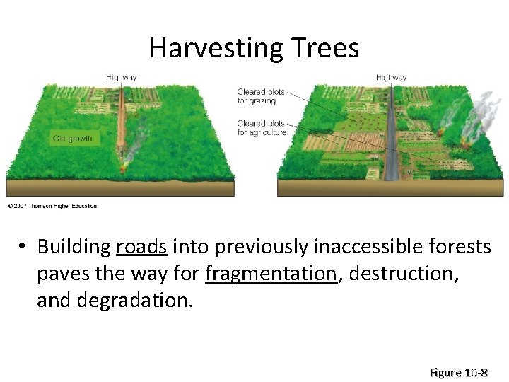 Harvesting Trees • Building roads into previously inaccessible forests paves the way for fragmentation,