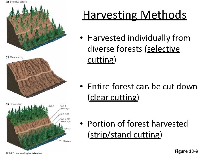Harvesting Methods • Harvested individually from diverse forests (selective cutting) • Entire forest can