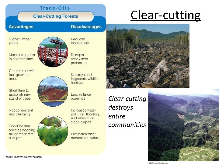 Clear-cutting destroys entire communities 