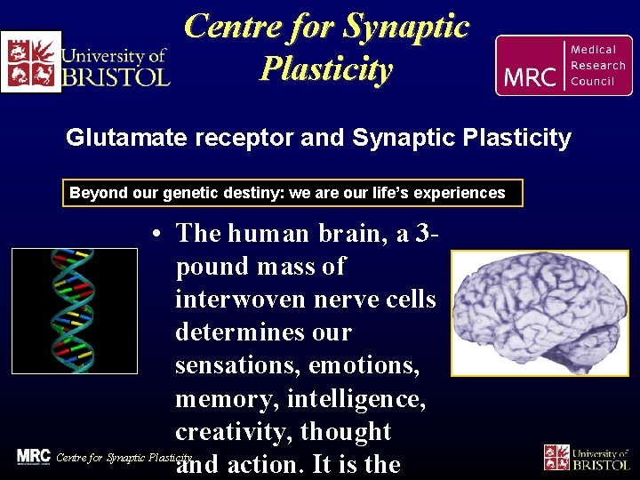 Centre for Synaptic Plasticity Glutamate receptor and Synaptic Plasticity Beyond our genetic destiny: we