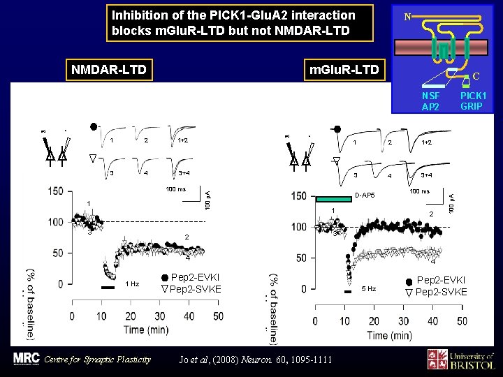 Inhibition of the PICK 1 -Glu. A 2 interaction blocks m. Glu. R-LTD but