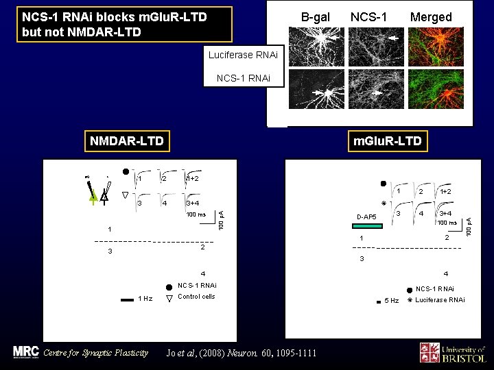 b-gal + NCS-1 -RNAi. Luciferase-RNAi NCS-1 RNAi blocks m. Glu. R-LTD but not NMDAR-LTD