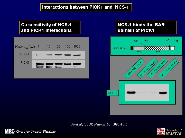 Interactions between PICK 1 and NCS-1 Ca sensitivity of NCS-1 and PICK 1 interactions